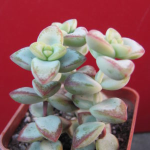 Crassula   perforata   *Aiboshi*