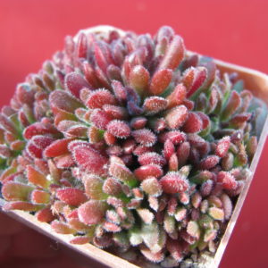 Crassula    pubescens