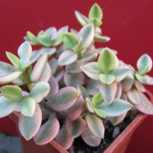 Crassula   volkensii   variegata