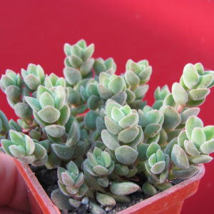 Crassula   velutina