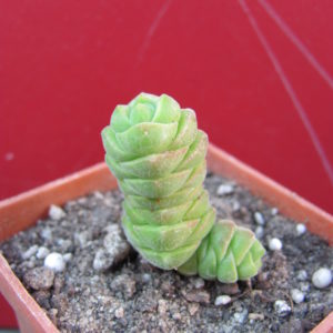 Crassula     columella