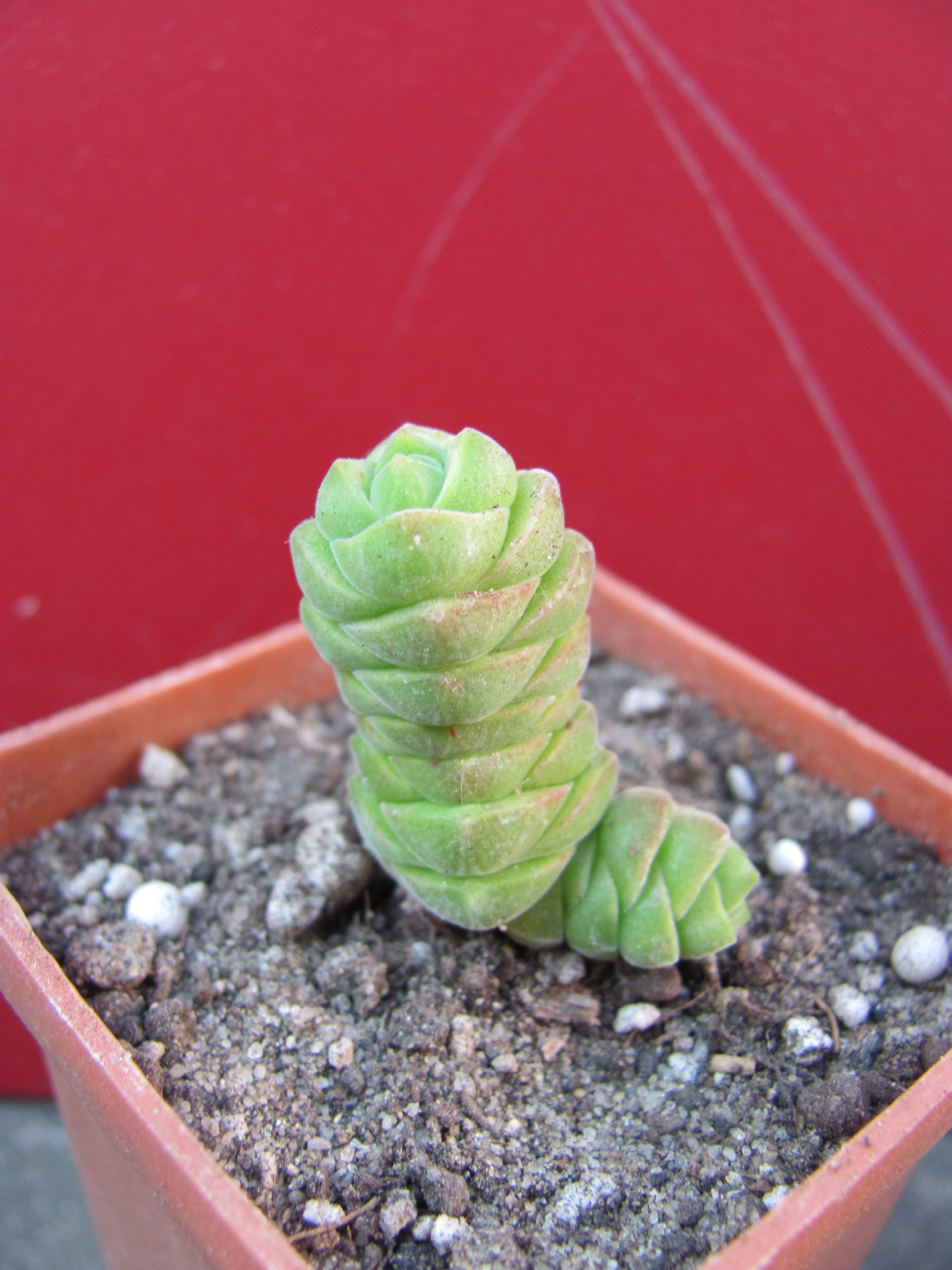 Crassula columella