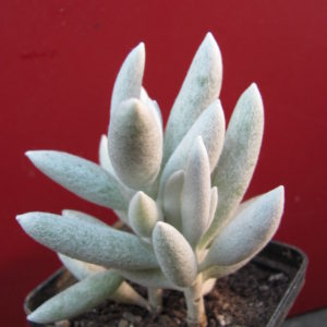 Senecio   haworthioides