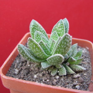Crassula    Frosty
