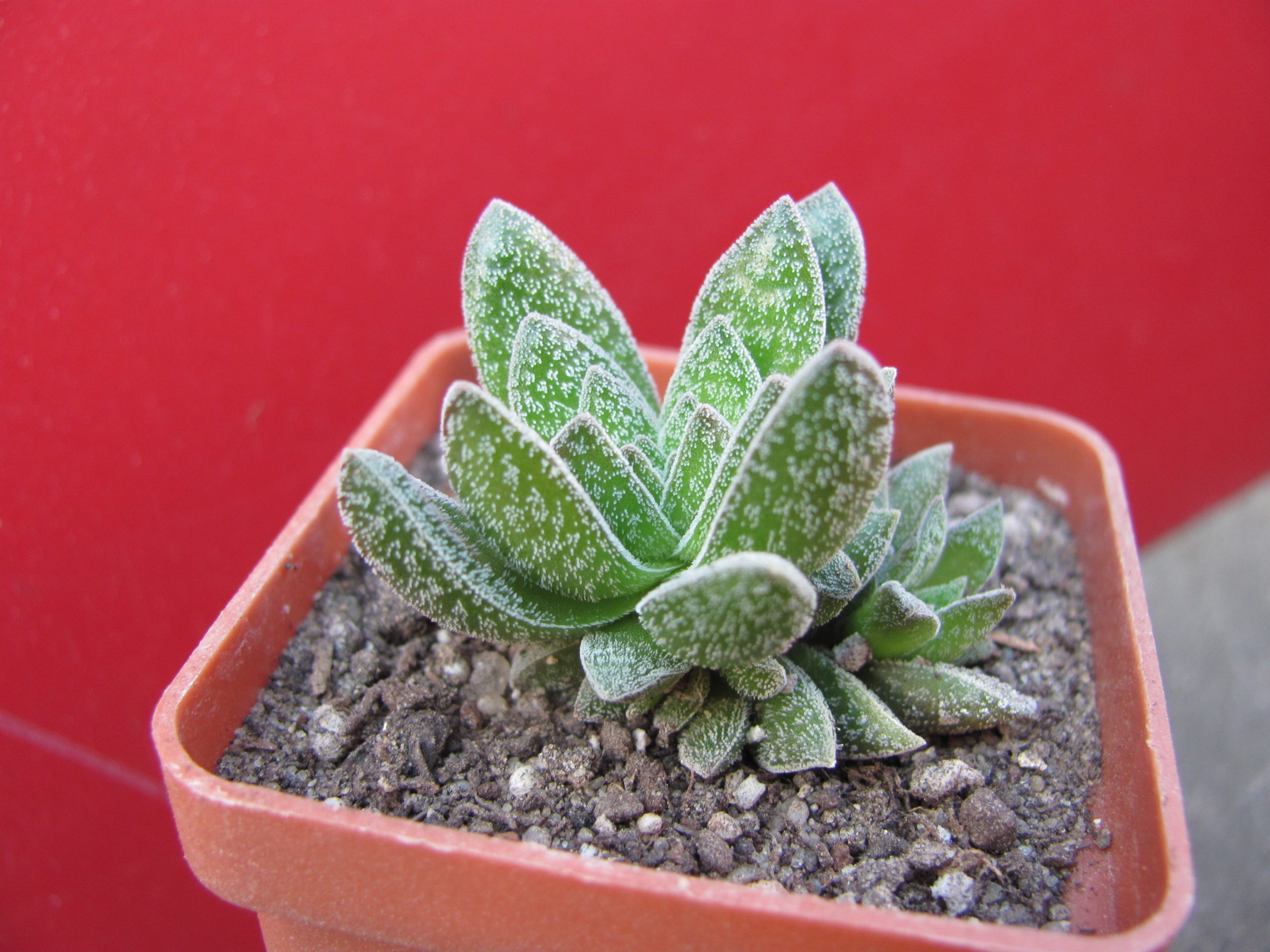 Crassula Frosty