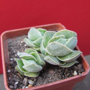 Crassula     Ivory   Pagoda