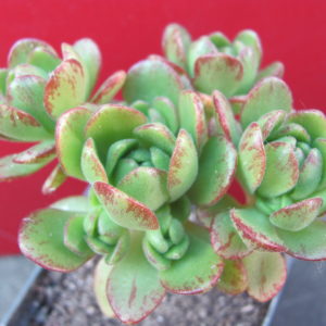 Aeonium    sedifolium    hybr.