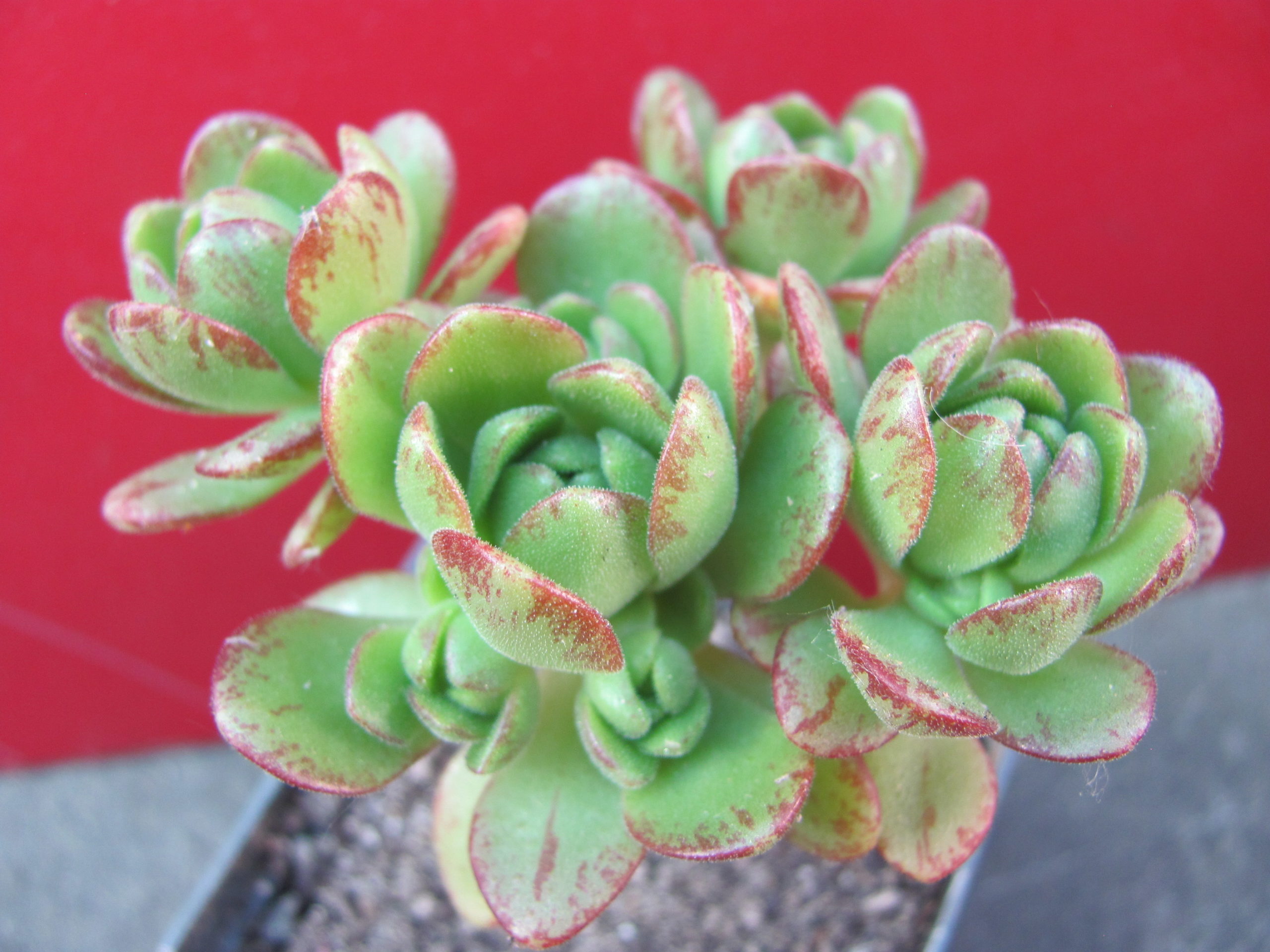 Aeonium    sedifolium    hybr.