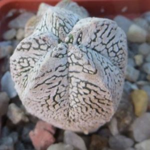 astrophytum onzuka v type