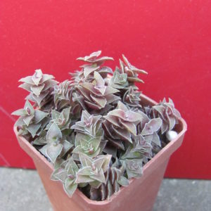 Crassula   corymbulosa