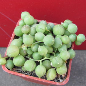 Senecio   rowleyanus