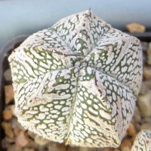 astrophytum onzuka v type