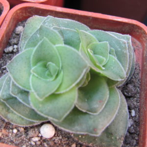 Crassula  hemisphaerica