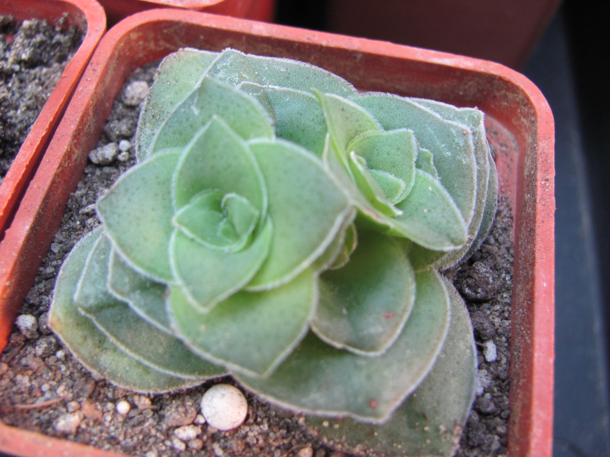 Crassula  hemisphaerica