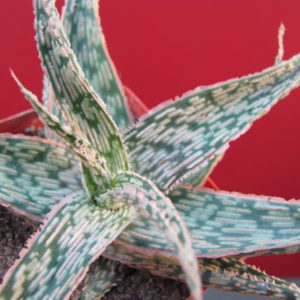 Aloe  Donniae   hybr.