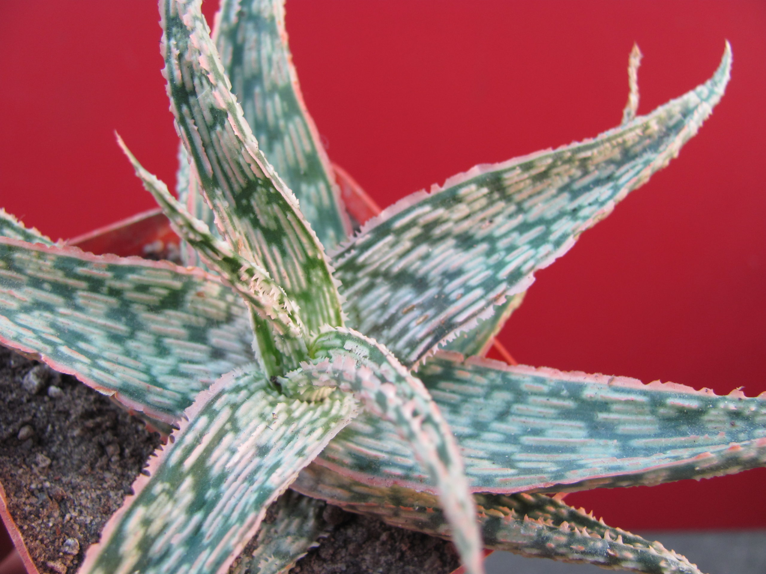 Aloe  Donniae   hybr.