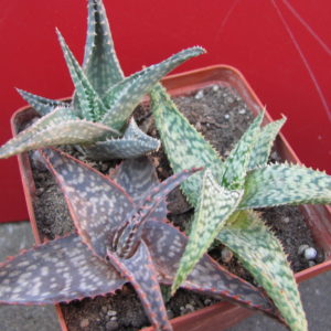 Aloe      3  разом