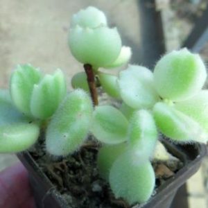 cotyledon tomentosa variegata