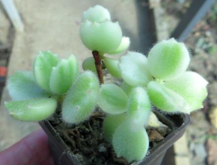 cotyledon tomentosa variegata