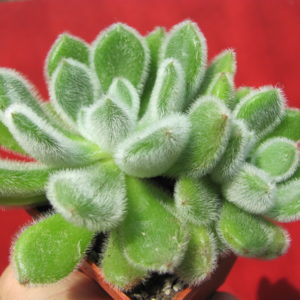 Echeveria  Doris  Taylor