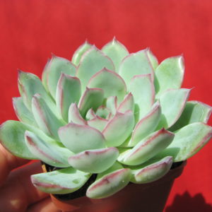 Echeveria   Hercules