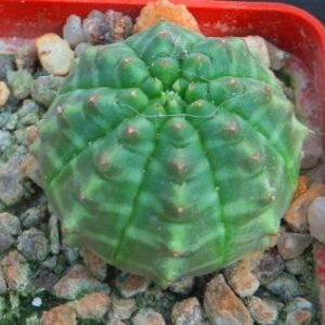 euphorbia valida