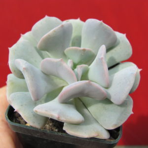 Echeveria    Cubic   Frost