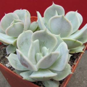 Echeveria   lilacina x Debbie       3 разом
