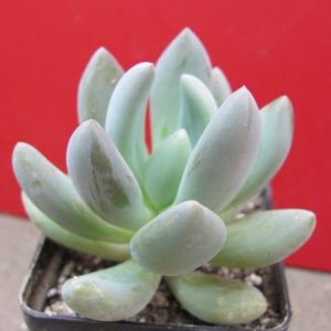 Pachyveria    fittkaui