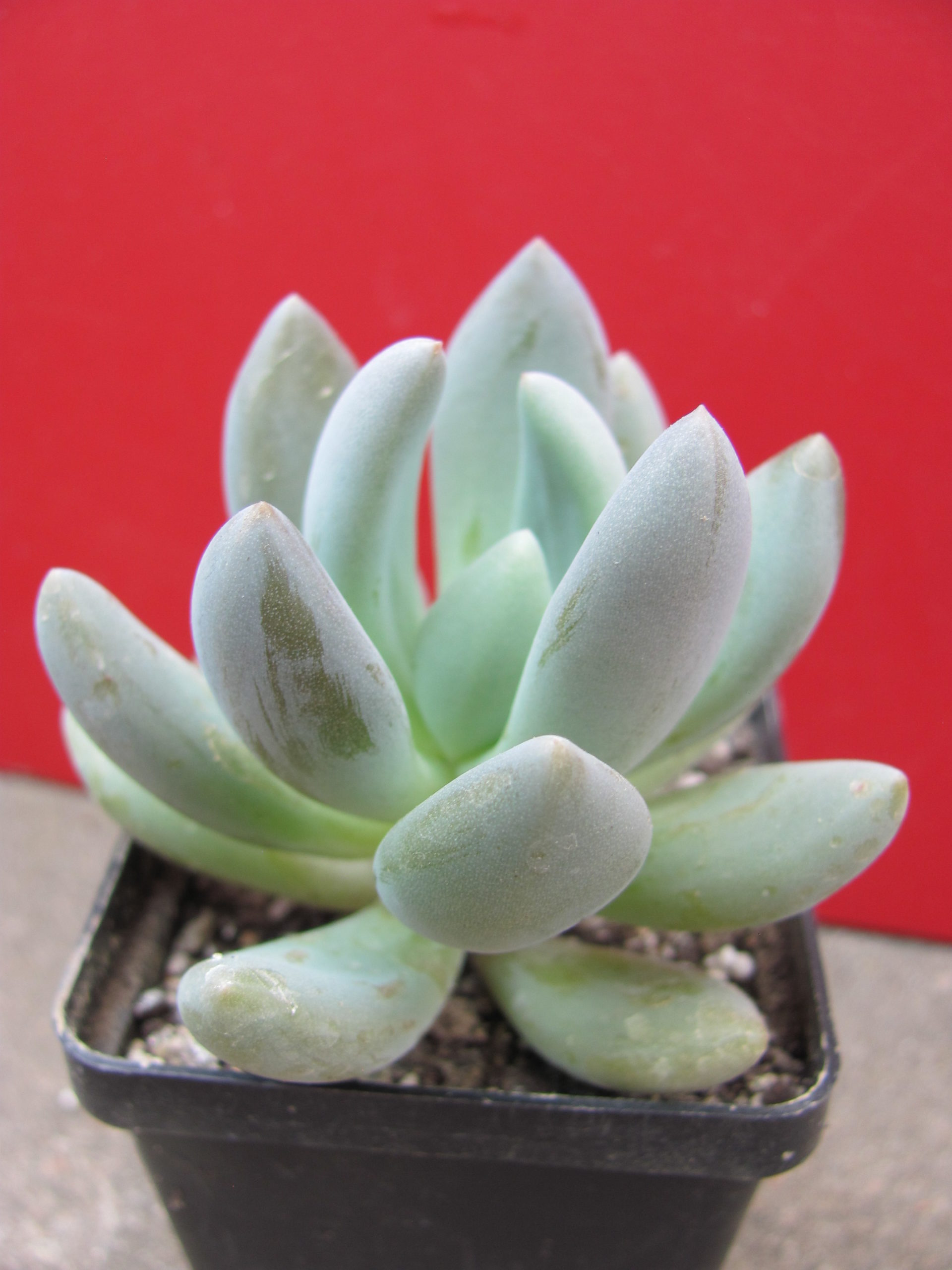 Pachyveria    fittkaui