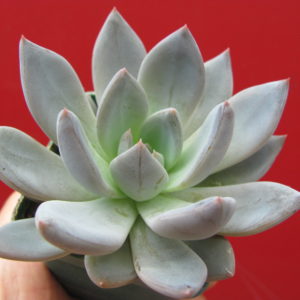 Echeveria   Brumes