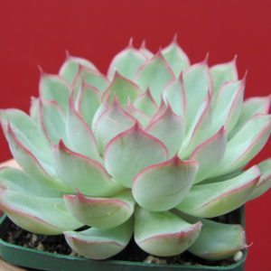 Echeveria   Orion