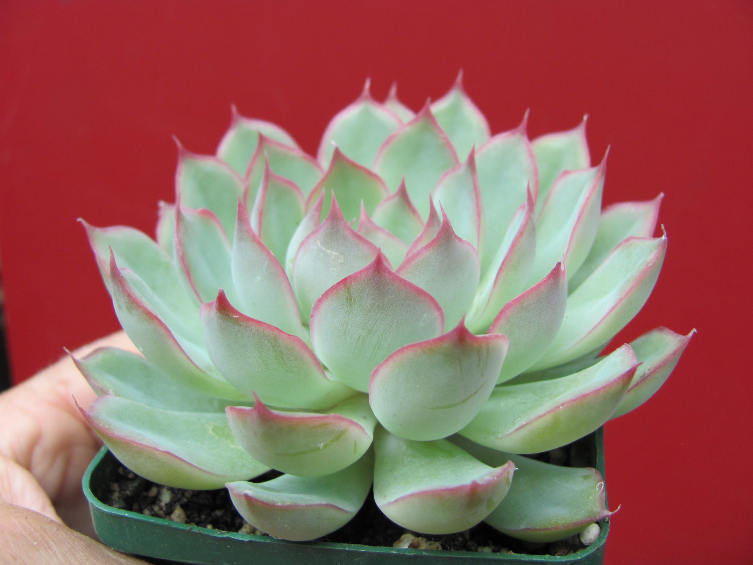 Echeveria   Orion