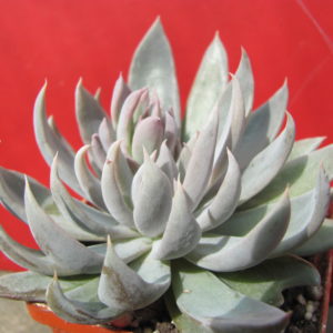 Echeveria    craigiana   Chihuahua