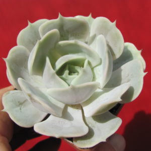 Echeveria   lilacina