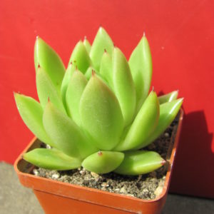 Echeveria    Frank   Reinelt
