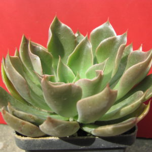 Echeveria    strictiflora   hybr.