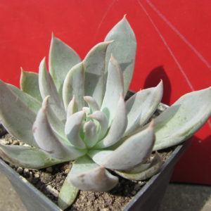 Echeveria   craigiana    Chihuahua