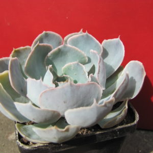 Echeveria   schaviana