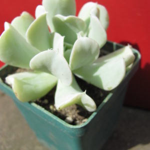 Echeveria    Tompsy  Turvy