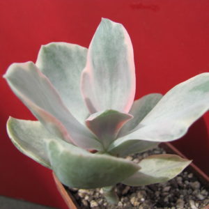 Echeveria   Metallica   Decora