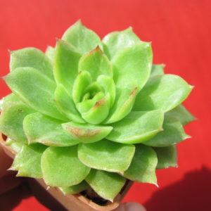Echeveria    Gilva