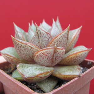 Echeveria   purpusorum     *White  form*
