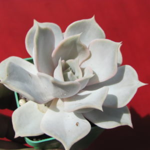 Echeveria    lilacina   Rosea