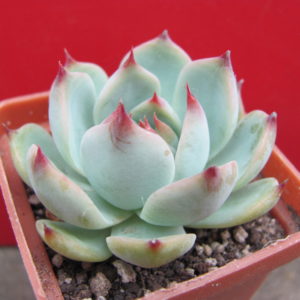 Echeveria   Tippy