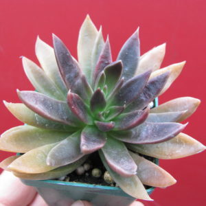 Echeveria   serrana