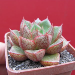 Echeveria   purpusorum   hybr.