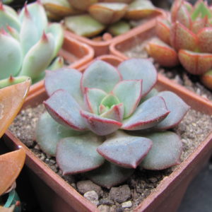 Echeveria    purpusorum     * Blue  *   ( hybrid  Lipskiy )