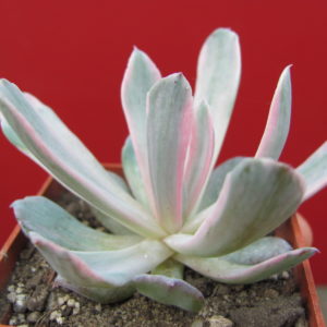 Echeveria   howeyi   variegata