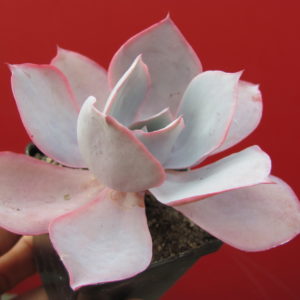 Echeveria    afterglow